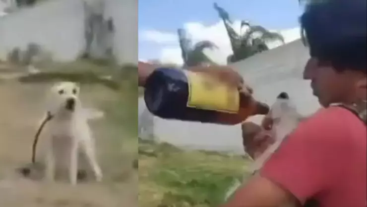 Perrito en Hidalgo