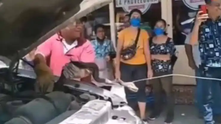 VIDEO Rescatan serpiente de casi dos metros en camioneta de Oaxaca