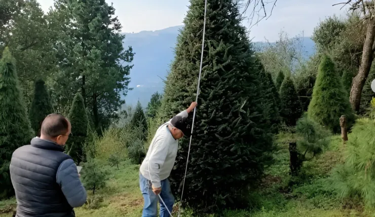 Árboles naturales de Navidad