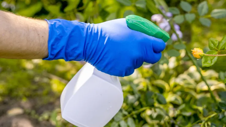 Elimina las plagas que acechan a tu jardín con solo 3 ingredientes