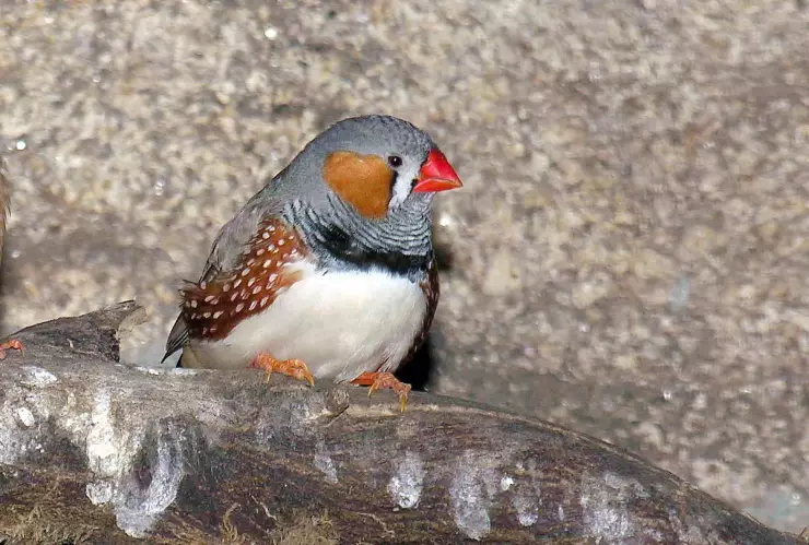 La contaminación auditiva daña las habilidades de las aves: estudio