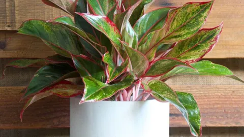 5 plantas de interior que son ideales para poner en el baño como decoración: no requieren de cuidados