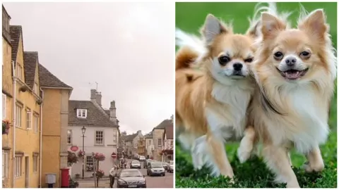 Hooligans mexicanos perros chihuahua Costwold Inglaterra.jpeg