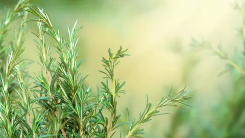 Romero, una alternativa para un cabello perfecto
