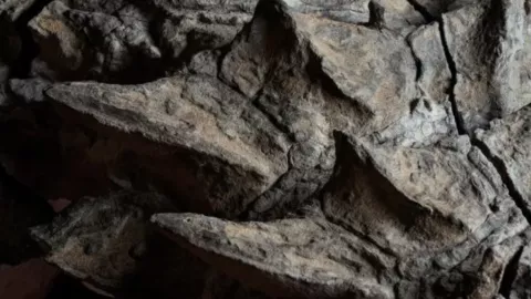 fósil nodosaurio.png