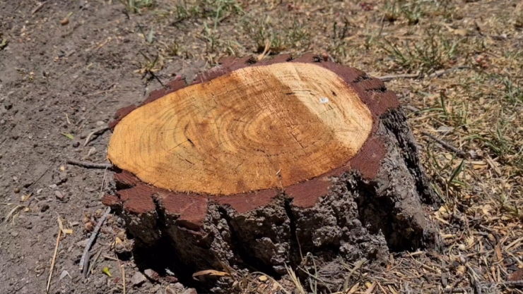 Plaga gusano barrenador.jpg
