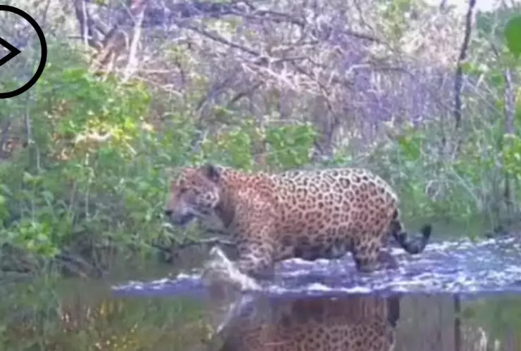 PORTADA jaguar en Yucatán.jpg