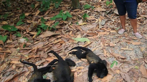 Aumenta el número de monos aulladores muertos en Tabasco y Chiapas