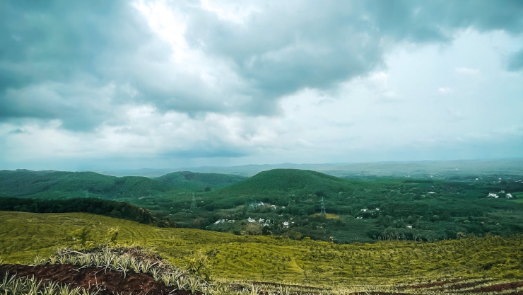 Producción de romeritos en CDMX