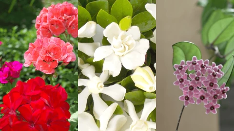 5 plantas de interiores que te ayudarán a aromatizar tu hogar.png