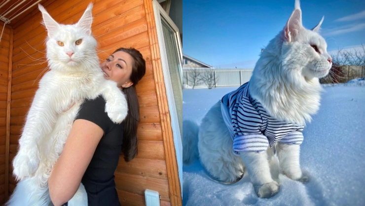 ¡Un ‘michi’ gigante! Conoce a Kéfir, el gato “más grande del mundo”