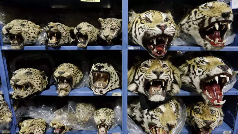 Cabezas de leopardo y tigre traficadas ilegalmente decomisadas en EU
