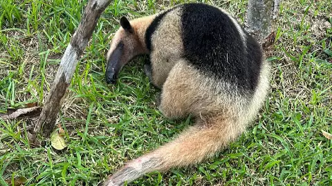 Hallan oso hormiguero herido en la zona hotelera.jpg