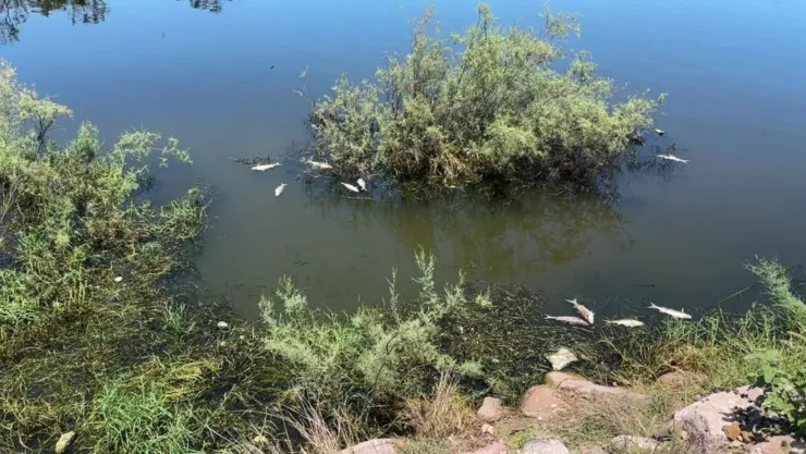 Peces muertos en la Laguna del Camarón, en Mazatlán