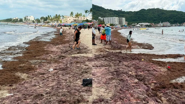 ¡Oleadas de sargazo! Playas de Guayabitos se llenan de sargazo