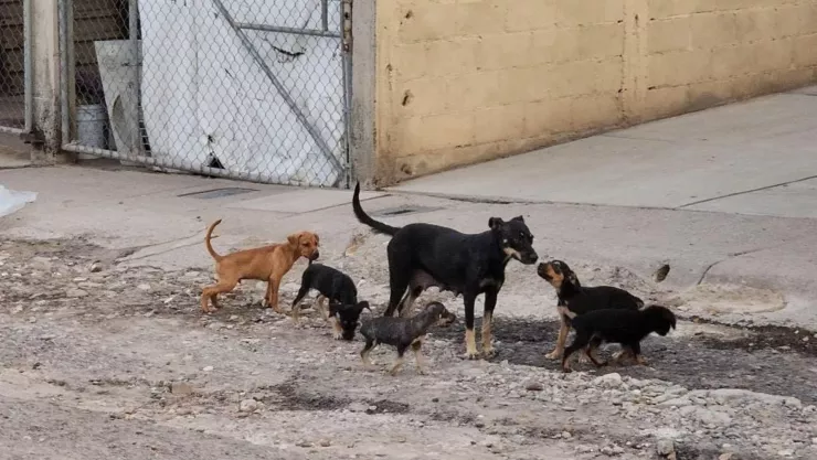 Perros callejeros en Culiacán