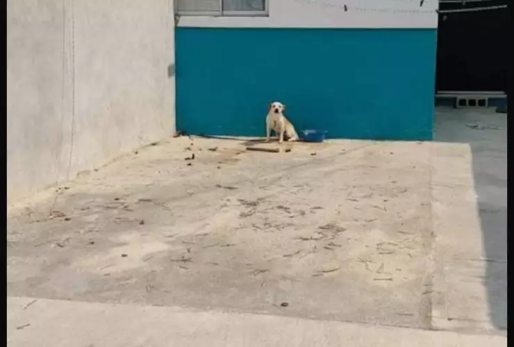 FOTO Vecinos de Ciudad Caucel denuncia nuevo caso de presunto maltrato animal