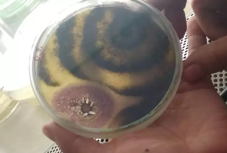 Qué es el patógeno Fusarium graminearum