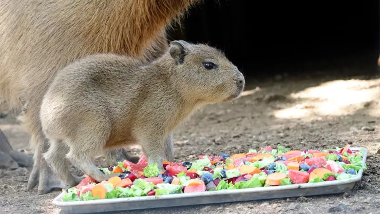 capibara bebé