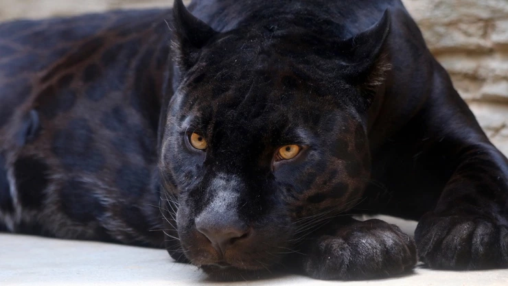 Jaguar negro en Villahermosa padece desgaste físico por avanzada edad