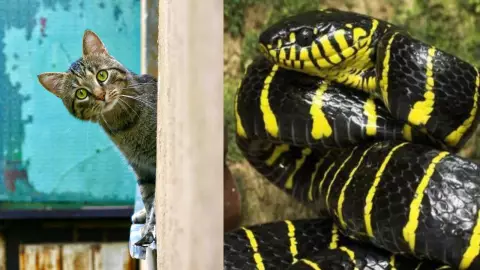 ¿El gato serpiente existe? Esto es lo que sabemos
