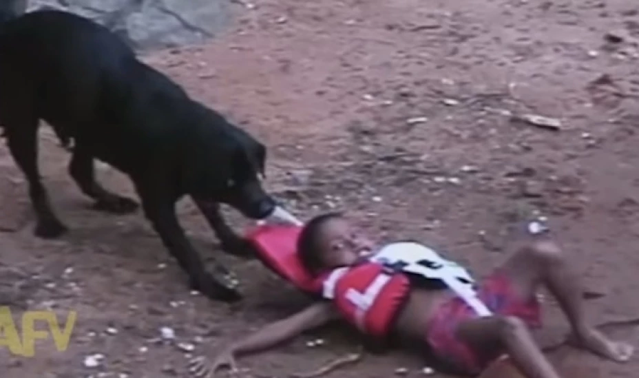 El perro entró al agua y tomó con fuerza el flotador del niño para llevarlo hasta la orilla