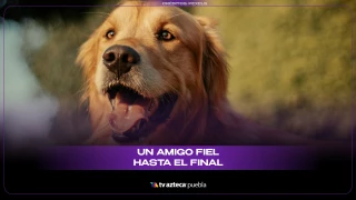 Perro ayuda a su dueña a empujar una carretilla y conmueve a las redes sociales