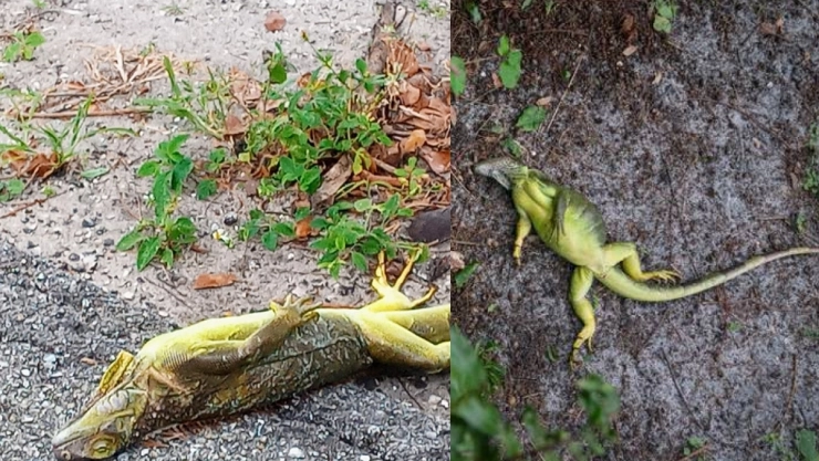 Caen iguanas congeladas en Florida