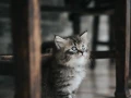 Científicos chinos encontraron anticuerpos contra el COVID-19 en la sangre de los gatos. Según los estudios de la Universidad Agrícola de Huazhong y el Instituto de Virología de Wuhan, parte de los animales presentaron rastros del nuevo coronavirus.