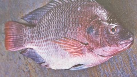 Pez tilapia