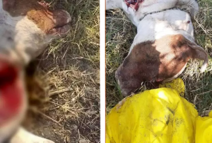 matan a perrita y se la come