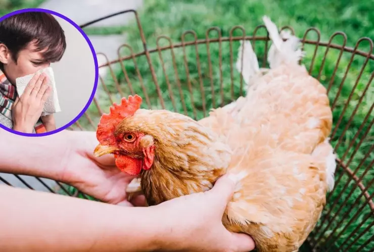 Gripe aviar Estados Unidos