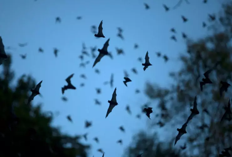 Noche de murciélagos en Xochimilco