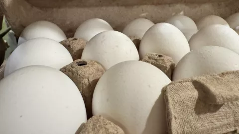 Aumenta el precio del kilo de huevo en México