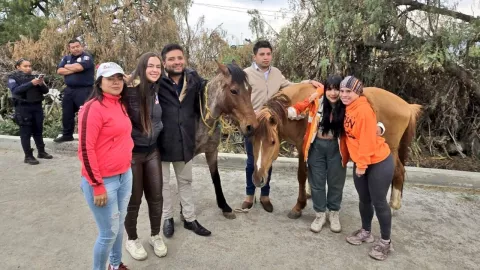 ¡Faltan dos! Rescatan a caballos que fueron robados del santuario Burrolandia