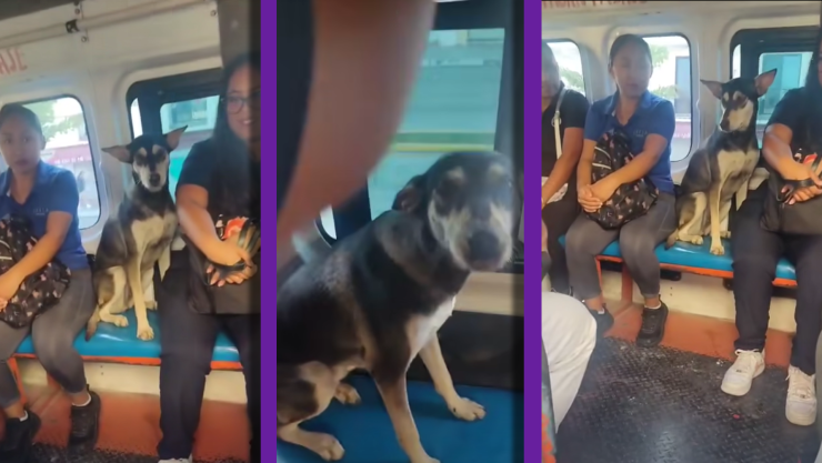 VIDEO VIRAL_ Perrito se pasea por Playa del Carmen sin pagar pasaje en combi; conductor lo intenta bajar.webp