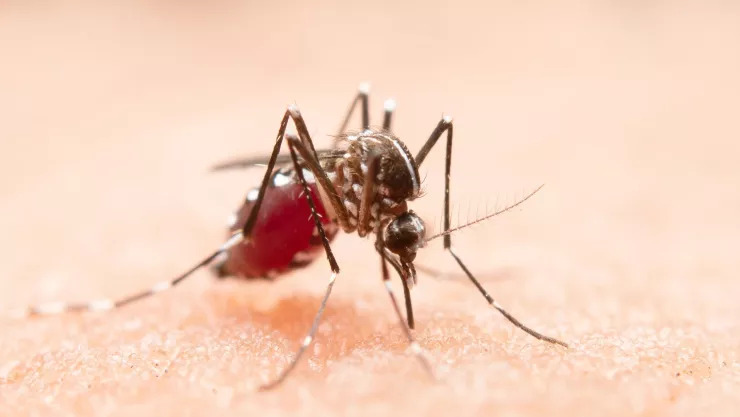 Dengue en Aguascalientes ¿Cómo distinguir al mosquito y evitar ser contagiado