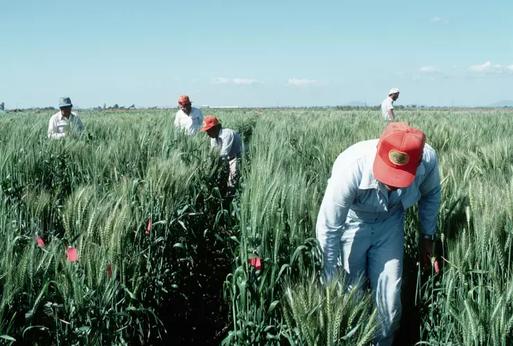 Workers in Experimental Wheat Field