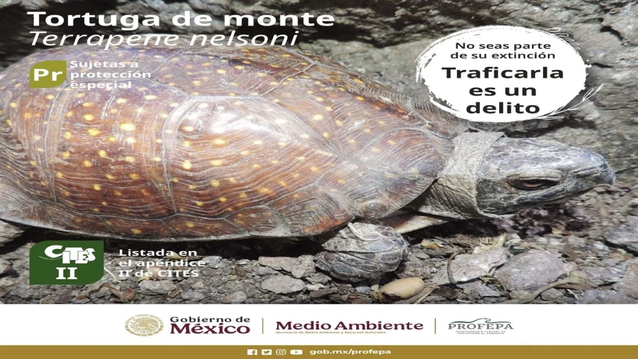 tortuga del monte.jpg