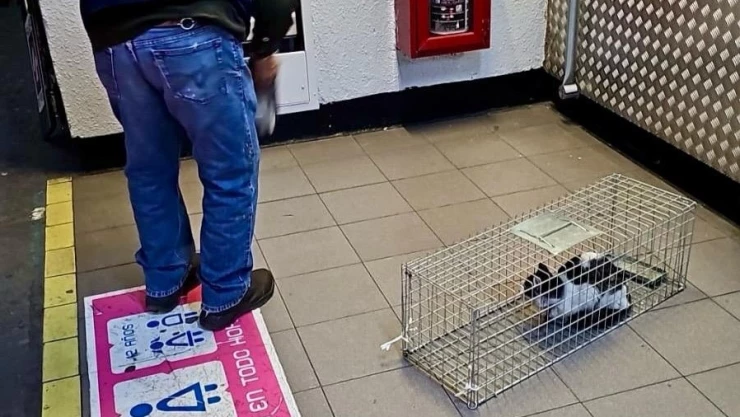 trabajadores-del-metro-rescatan-gato-vías-en-garibaldi-linea-b-portada