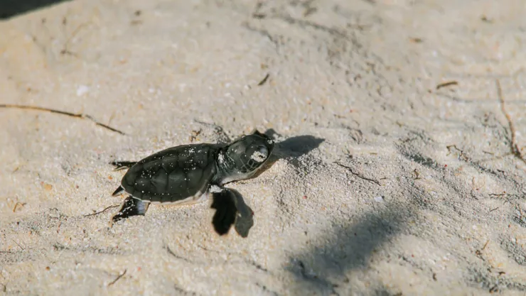 Hatchling sea turtles reaching ocean