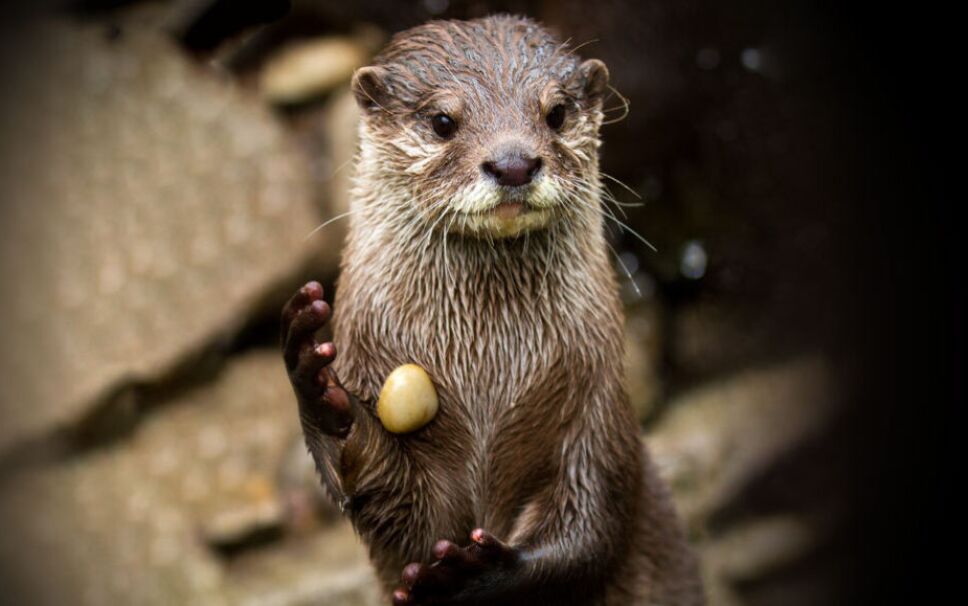 nutria.jpg