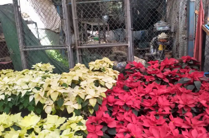 En estos mercados de flores puedes encontrar una gran variedad de nochebuenas a buen precio en la CDMX