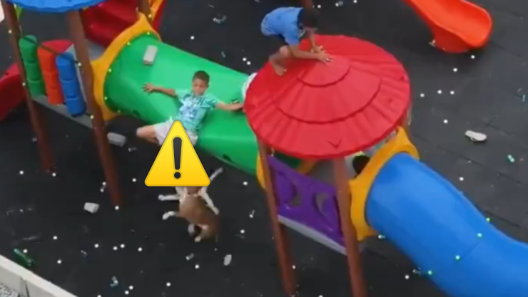 Niño mordido por perro