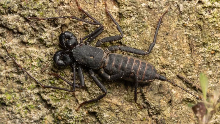 Que son los vinagrillos gigantes que escupen veneno