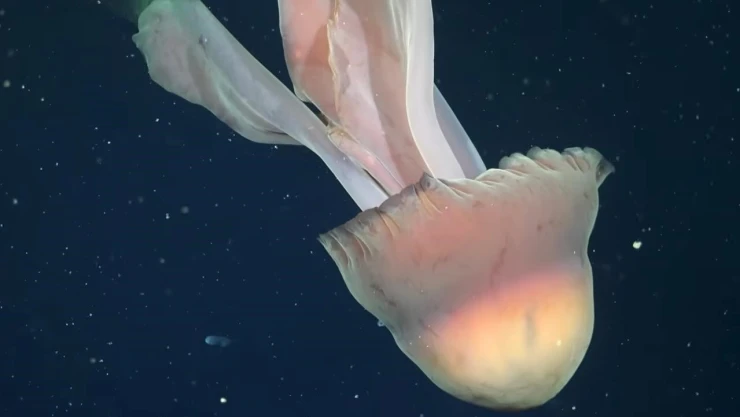 Medusa gigante fantasma sorprende al mundo (VIDEO)