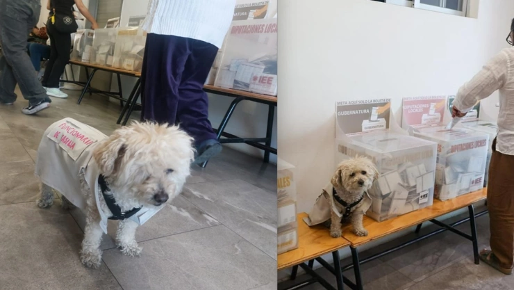 PERRITA FUNCIONARIA DE CASILLA PUEBLA