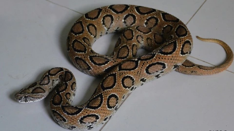 Alerta en Bangladesh Reportan mordeduras de serpiente venenosa que estaba extinta