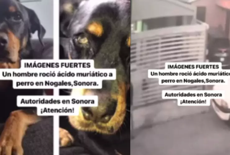 Captan a sujeto lanzando ácido al perro de su vecino
