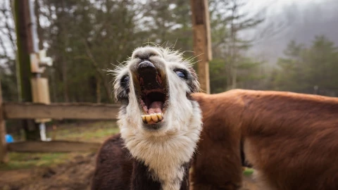 Llamas en las vías del tren